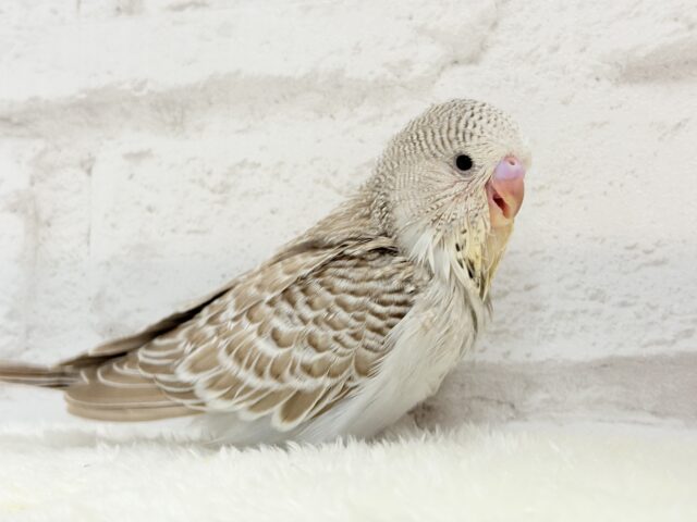 ジャンボセキセイインコ