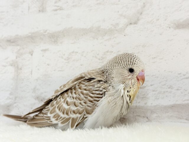 ジャンボセキセイインコ