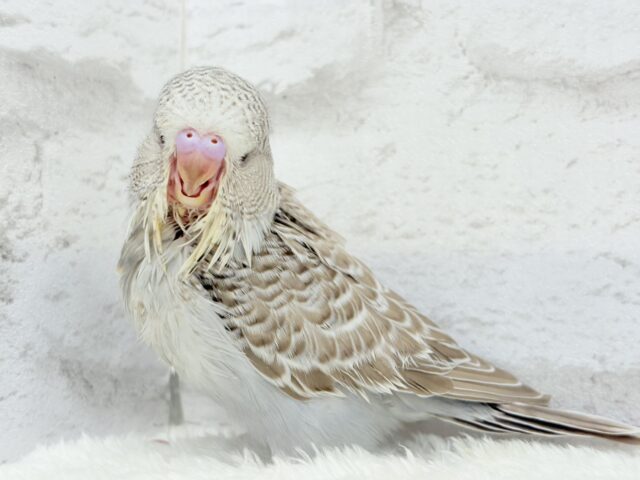 ジャンボセキセイインコ