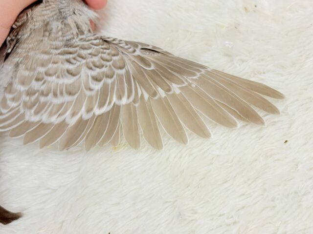 ジャンボセキセイインコ