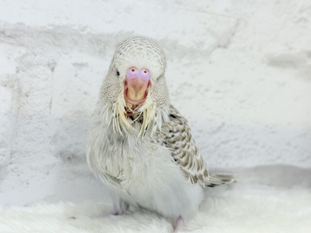 ジャンボセキセイインコ