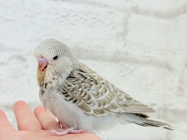 ジャンボセキセイインコ