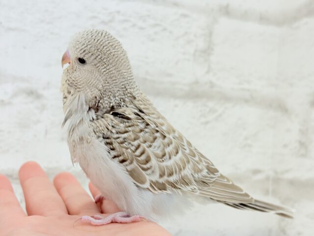 ジャンボセキセイインコ