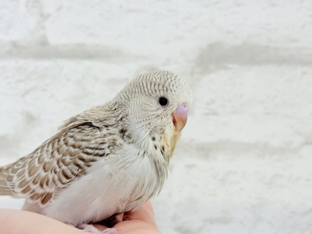 ジャンボセキセイインコ