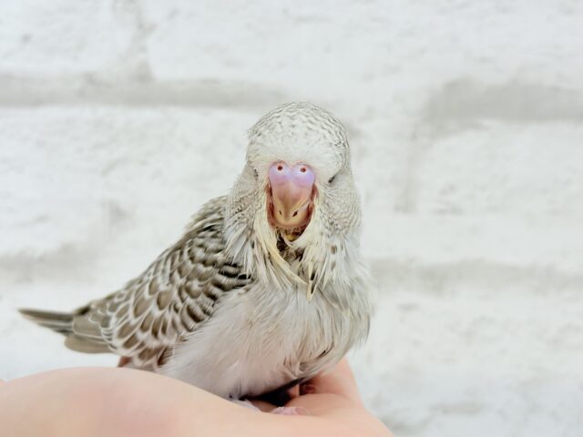 ジャンボセキセイインコ