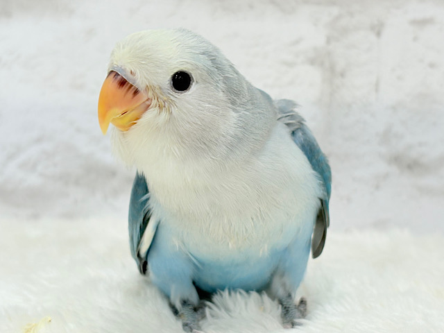 マイセン　インコ　プラーク　トニトコ　東さ7-0304☆2F マイセン インコ プラーク トニトコ 東さ7-0304☆2F