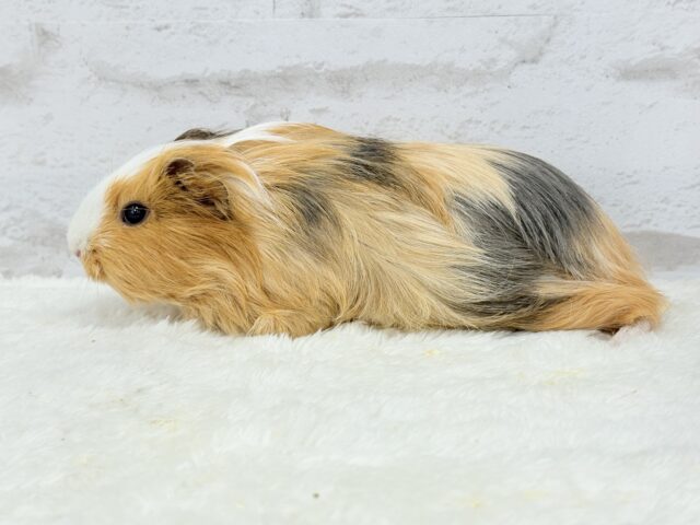 シェルティモルモット