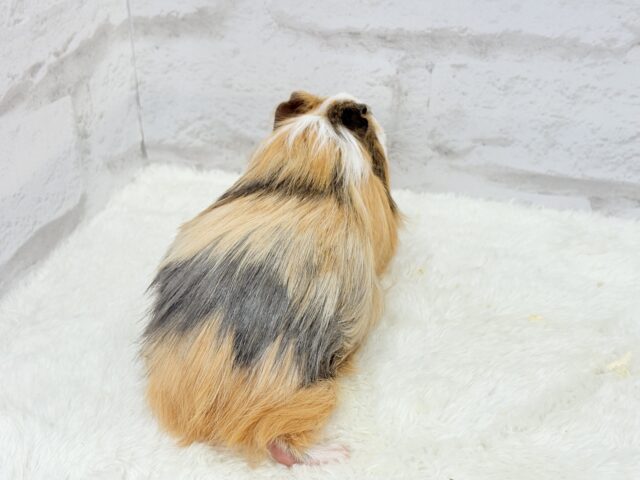 シェルティモルモット