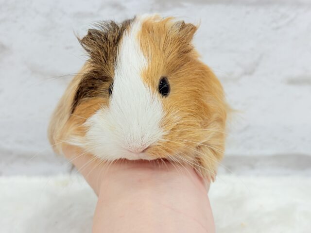 シェルティモルモット