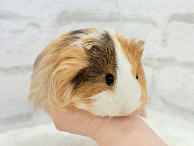 シェルティモルモット