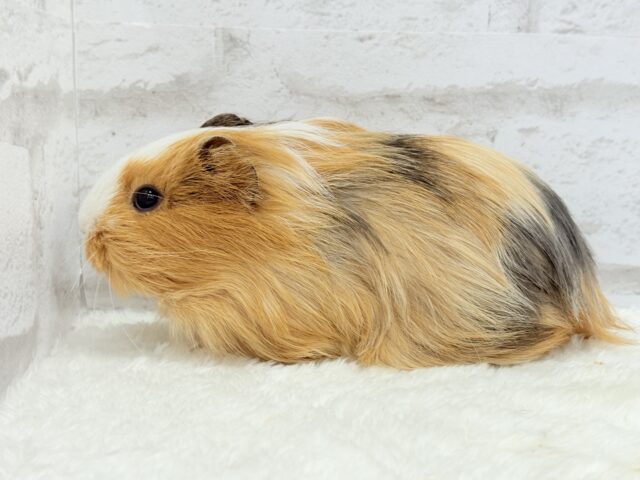 シェルティモルモット