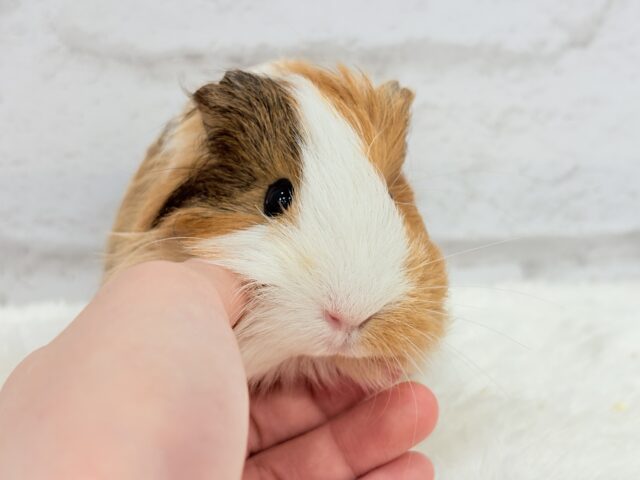 シェルティモルモット