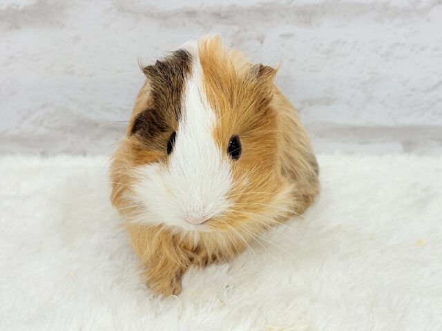 シェルティモルモット