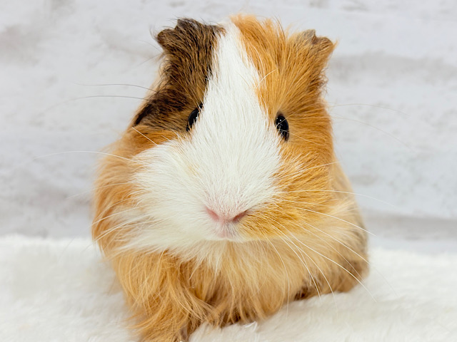 【最新画像更新🪄】可愛すぎてる…💖サラツヤヘアー🐹🌿シェルティモルモット(女の子)