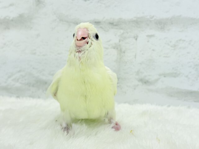 サザナミインコ