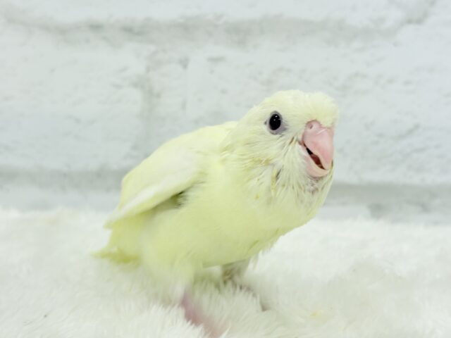 サザナミインコ