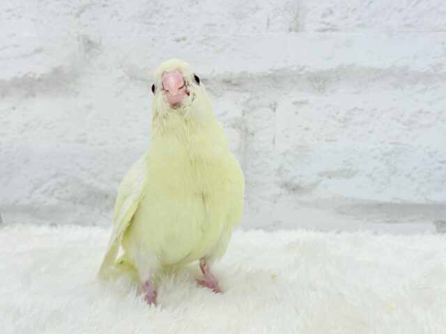 サザナミインコ