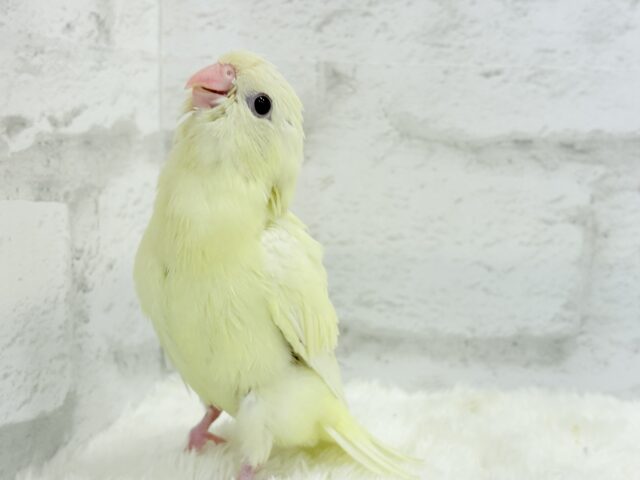 サザナミインコ