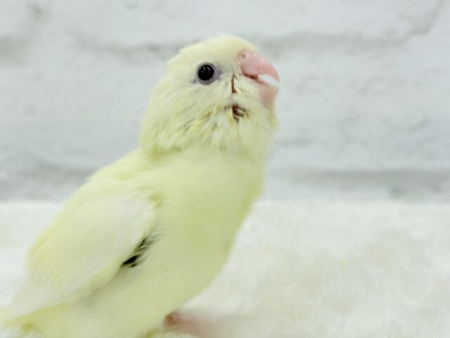 サザナミインコ