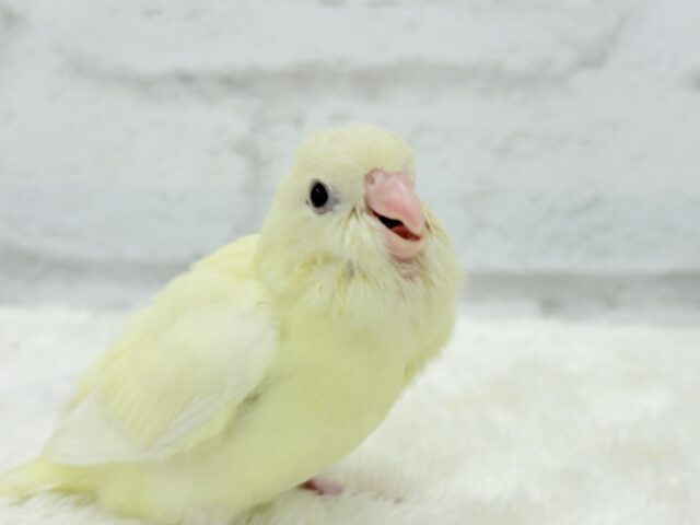 サザナミインコ