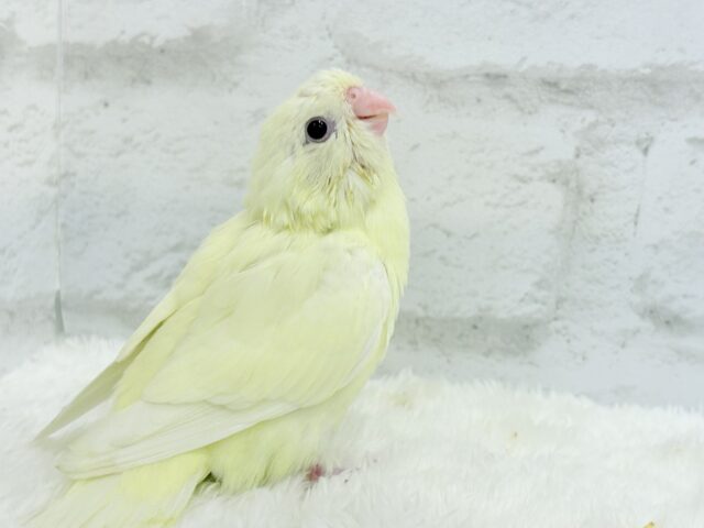 サザナミインコ