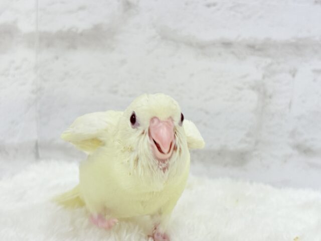 サザナミインコ