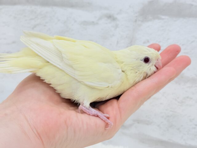 サザナミインコ