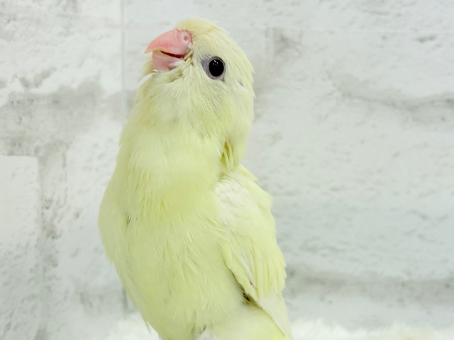 【最新画像更新🪄】ピーポポポ♬優しい音色のクリームちゃん🐣💛サザナミインコ(クリームイノ) ヒナ