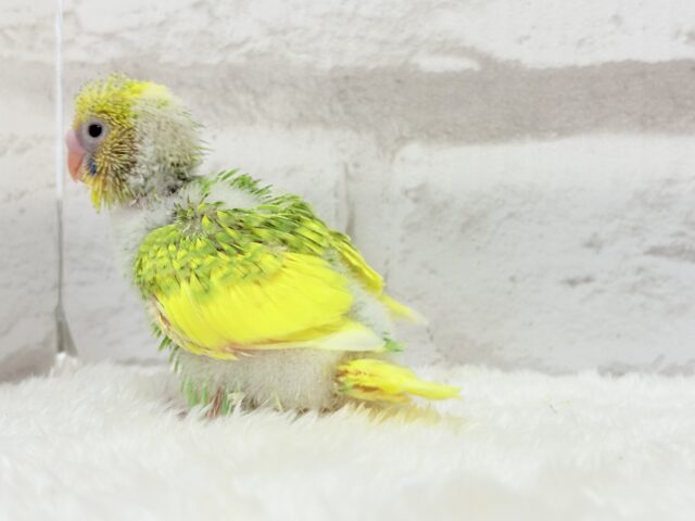 セキセイインコ