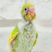 元気モリモリ‪☆若葉ちゃん🐣🌱セキセイインコ(パイド) ヒナ