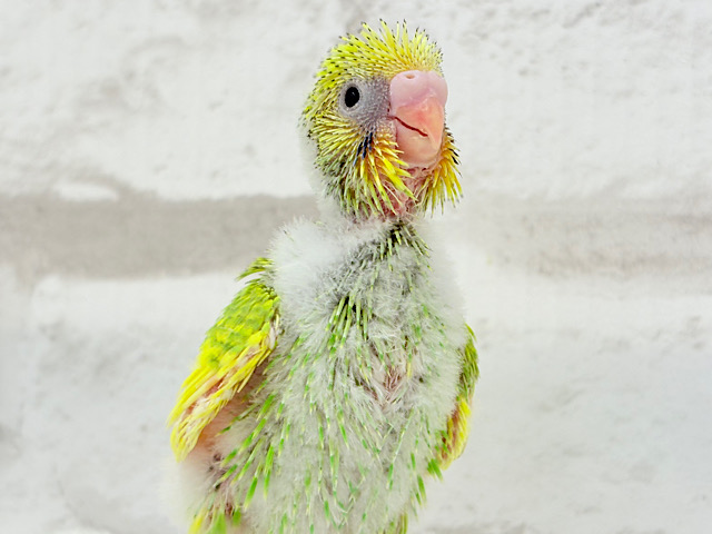 元気モリモリ☆若葉ちゃん🐣🌱セキセイインコ(パイド) ヒナ 元気モリモリ☆若葉ちゃん🐣🌱セキセイインコ(パイド) ヒナ