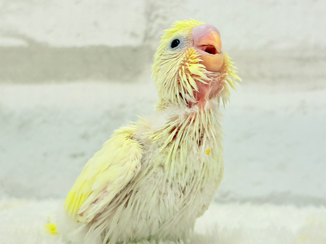 レモンホイップクリーム🐣🧁セキセイインコ(クリーム) ヒナ