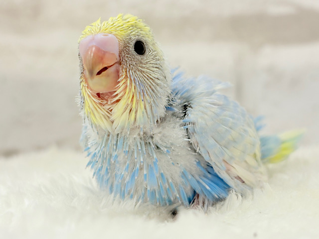にこにこ♡ハッピーフェイス♬セキセイインコ(パステルレインボー) ヒナ