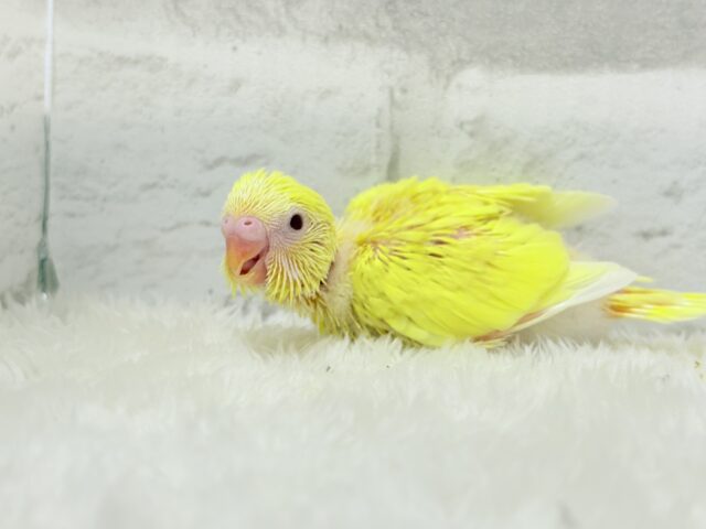 太陽みたいなキラキラちゃん🐣💛セキセイインコ(ルチノー) ヒナ セキセイインコ