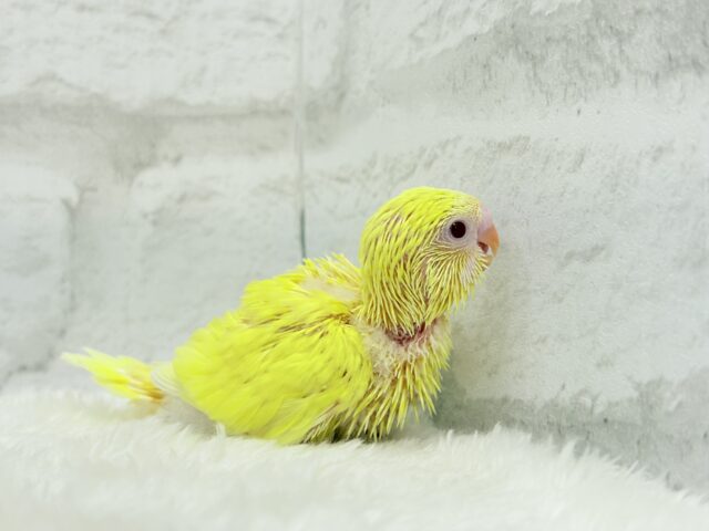 太陽みたいなキラキラちゃん🐣💛セキセイインコ(ルチノー) ヒナ セキセイインコ
