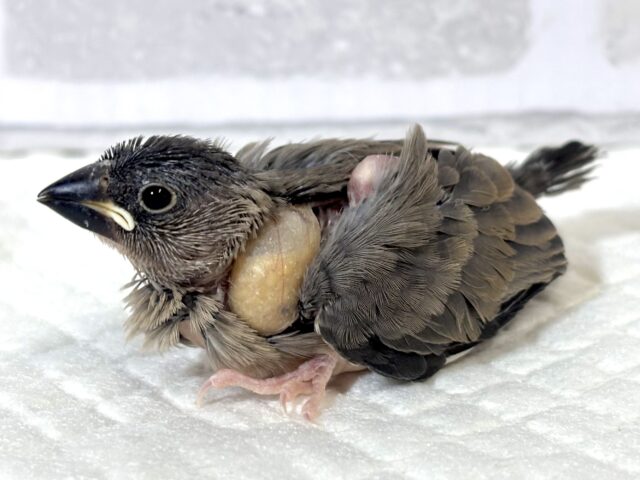 桜文鳥 🌸🍒🪶 桜文鳥