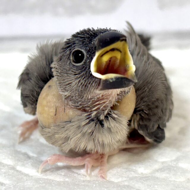桜文鳥 🌸🍒🪶 桜文鳥 🌸🍒🪶