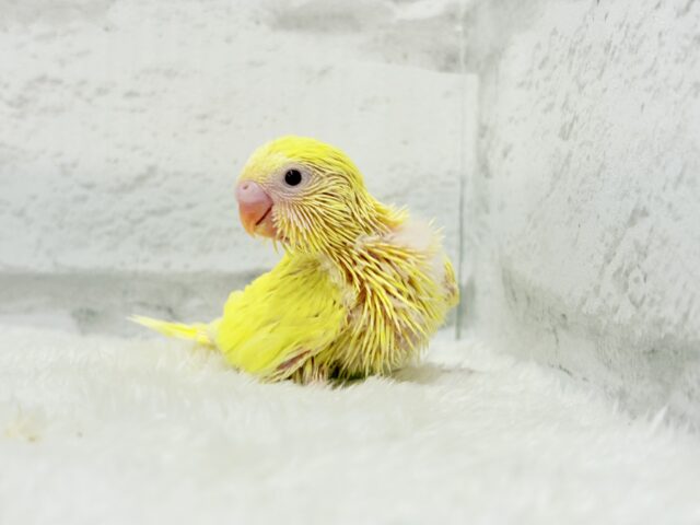 太陽みたいなキラキラちゃん🐣💛セキセイインコ(ルチノー) ヒナ セキセイインコ