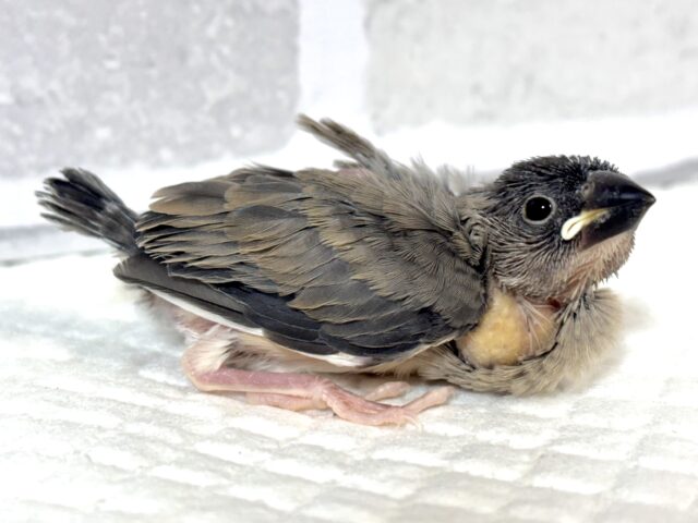 桜文鳥 🌸🍒🪶 桜文鳥