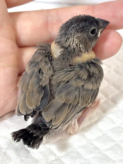 桜文鳥 🌸🍒🪶 桜文鳥