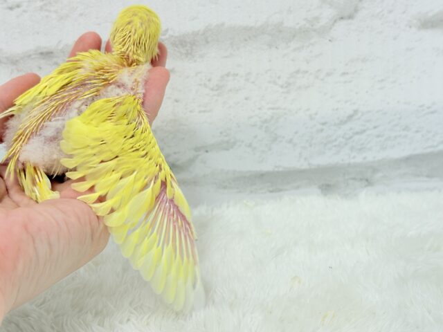 太陽みたいなキラキラちゃん🐣💛セキセイインコ(ルチノー) ヒナ セキセイインコ