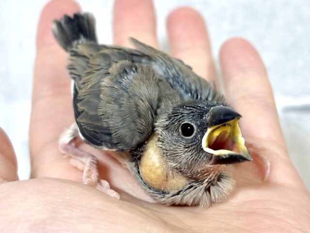 桜文鳥 🌸🍒🪶 桜文鳥