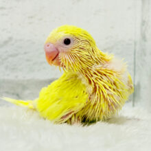太陽みたいなキラキラちゃん🐣💛セキセイインコ(ルチノー) ヒナ