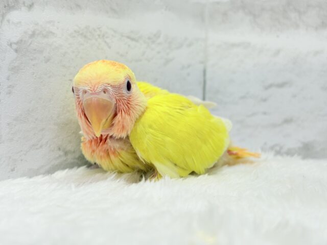 コザクラインコ（小桜インコ）