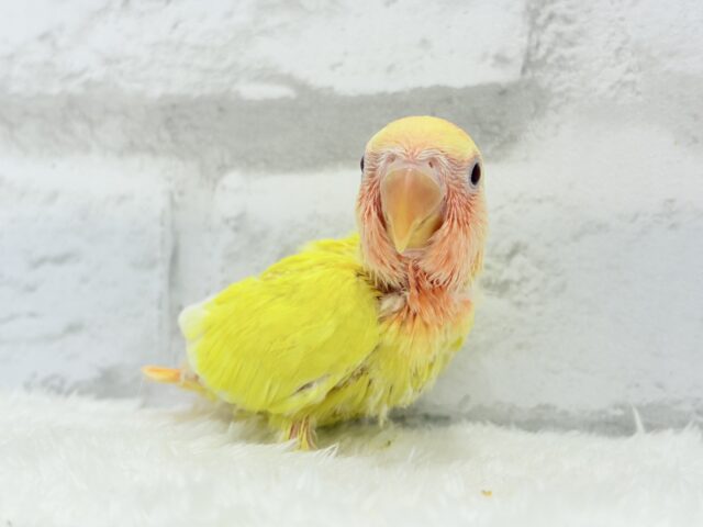 コザクラインコ（小桜インコ）