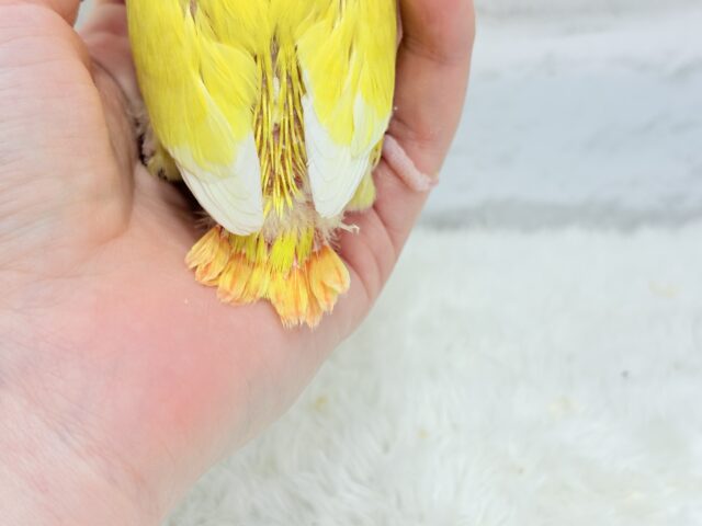 コザクラインコ（小桜インコ）