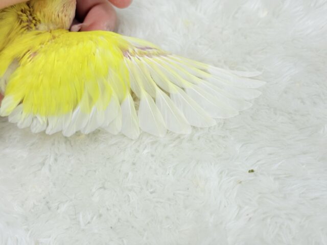 コザクラインコ（小桜インコ）