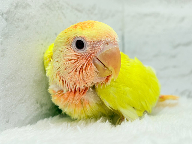 紅葉感じる色味の子🐣🍁コザクラインコ(ルチノーオパーリン) ヒナ
