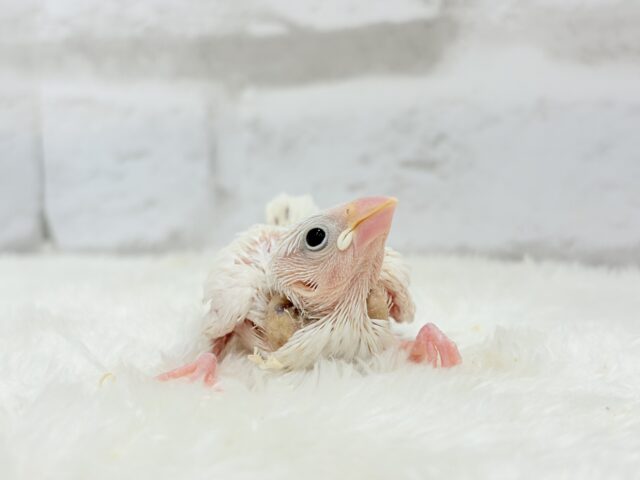 大人になったら雪見だいふく!?☃️🍡💖白文鳥 ヒナ 白文鳥