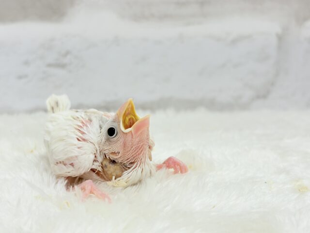 大人になったら雪見だいふく!?☃️🍡💖白文鳥 ヒナ 白文鳥